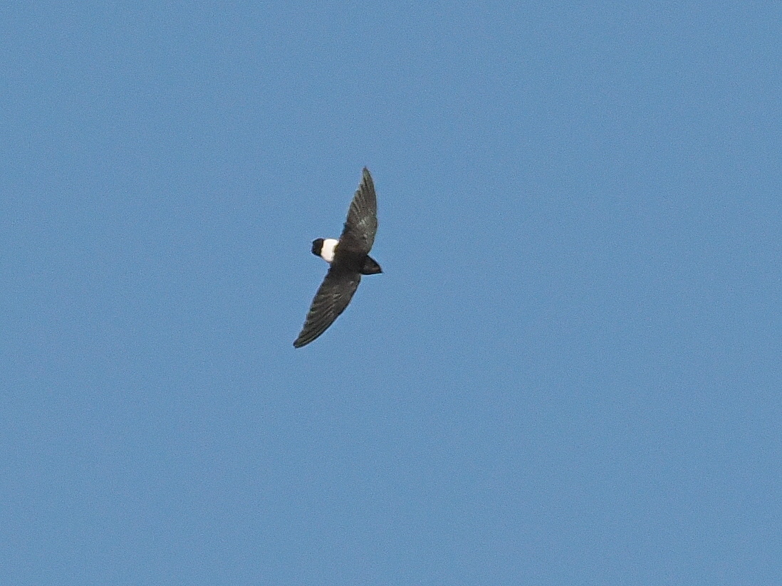 Böhm's Spinetail (Neafrapus boehmi), photo 1