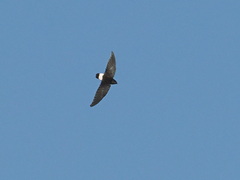 Bat-Like Spinetail photo 5