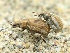 Philopedon plagiatum