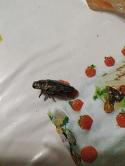 Chalcophora mariana massiliensis