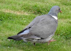 Columba palumbus