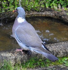 Columba palumbus