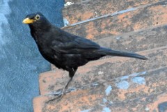 Turdus merula