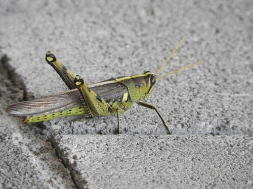 Obscure Bird Grasshopper