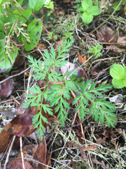 Conioselinum