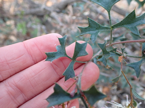 Image of Grevillea tenuiflora by (c) Nina Kerr, some rights reserved (CC BY)
