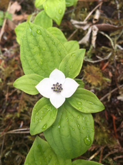Cornus unalaschkensis