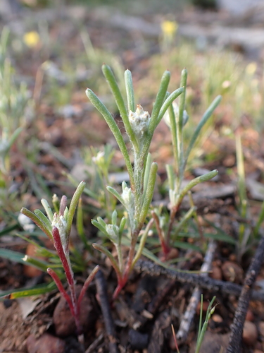 Image of Blennospora drummondii by (c) Nina Kerr, some rights reserved (CC BY)