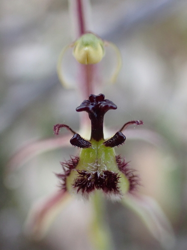 Image of Caladenia barbarossa by (c) Nina Kerr, some rights reserved (CC BY)