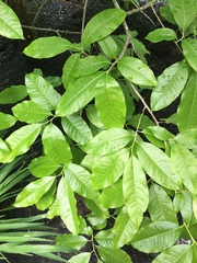 Oxydendrum
