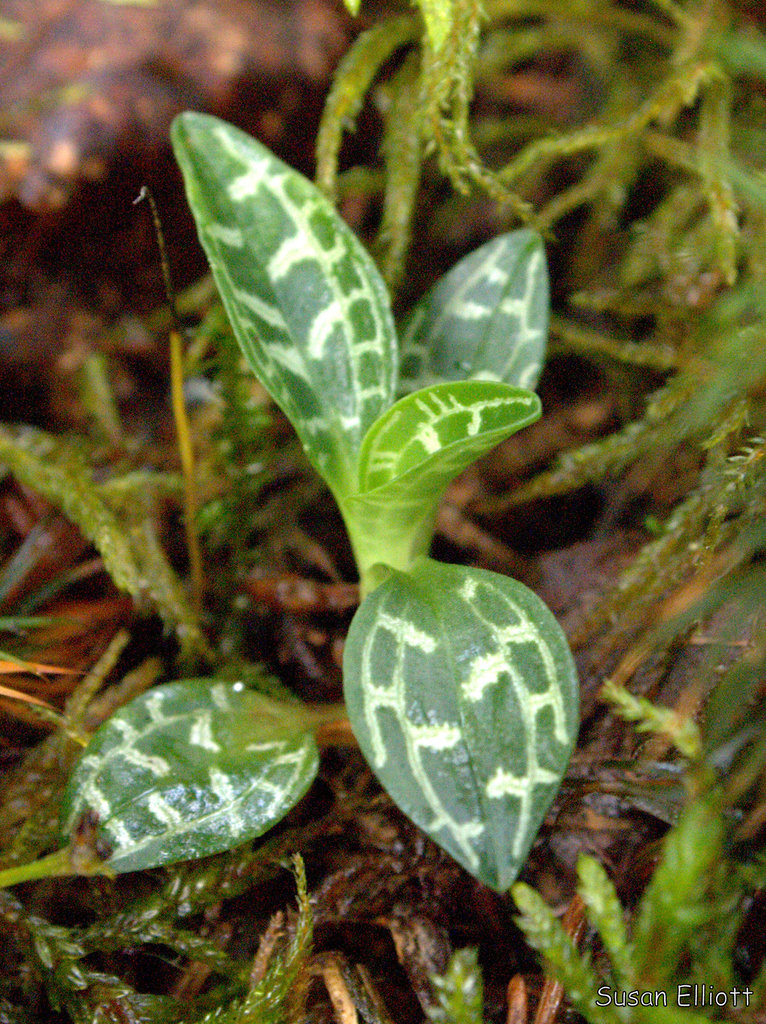 Lesser Rattlesnake Plantain (Bruce Peninsula Orchids) · iNaturalist