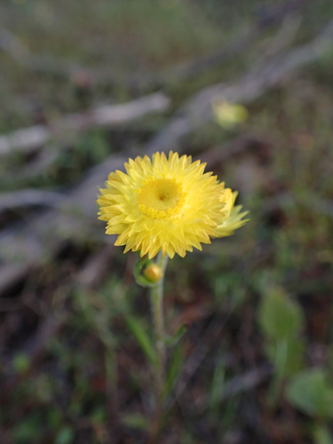 Image of Rhodanthe citrina by (c) Nina Kerr, some rights reserved (CC BY)