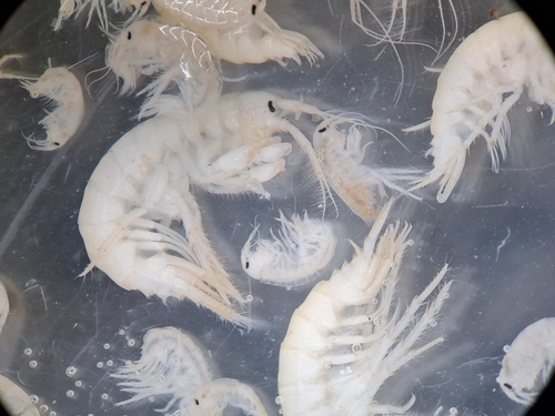 Gammarus insensibilis