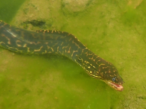 Freshwater moray (Gymnothorax polyuranodon) — Muraenidae — 4