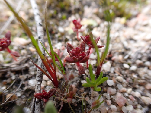 Crassula closiana