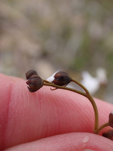 Image of Drosera gigantea by (c) Nina Kerr, some rights reserved (CC BY)