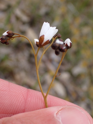 Image of Drosera gigantea by (c) Nina Kerr, some rights reserved (CC BY)
