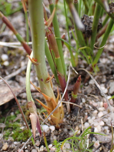 Image of Drosera gigantea by (c) Nina Kerr, some rights reserved (CC BY)
