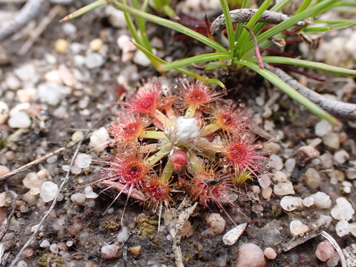 Drosera leucoblasta (Drosera leucoblasta)