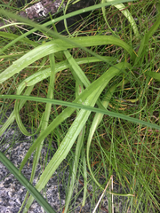 Plantago macrocarpa
