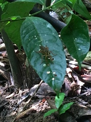 Smeryngolaphria