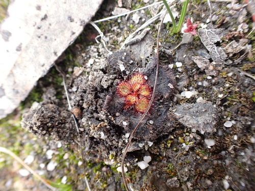 Drosera tubaestylis