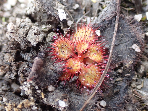 Drosera tubaestylis