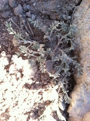 Astragalus austiniae