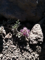 Astragalus austiniae