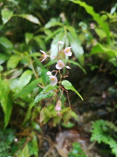 Begonia modestiflora