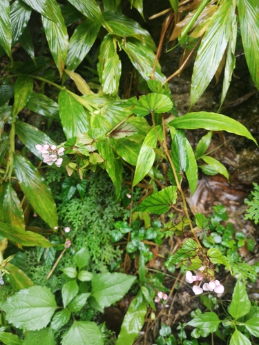 Begonia modestiflora, photograph 1