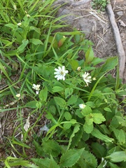 Ixeridium dentatum albiflorum