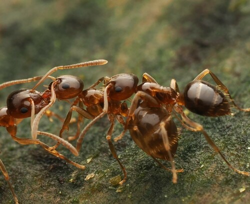 外来原毛蚁Prolasius advena