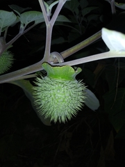 Datura wrightii