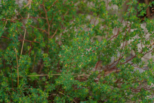 Image of Kummerowia stipulacea by (c) WATANABE Hitoshi 渡辺仁, some rights reserved (CC BY)
