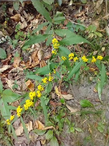 Solidago caesia