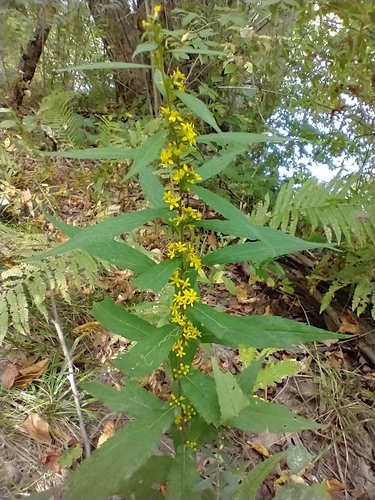 Solidago caesia