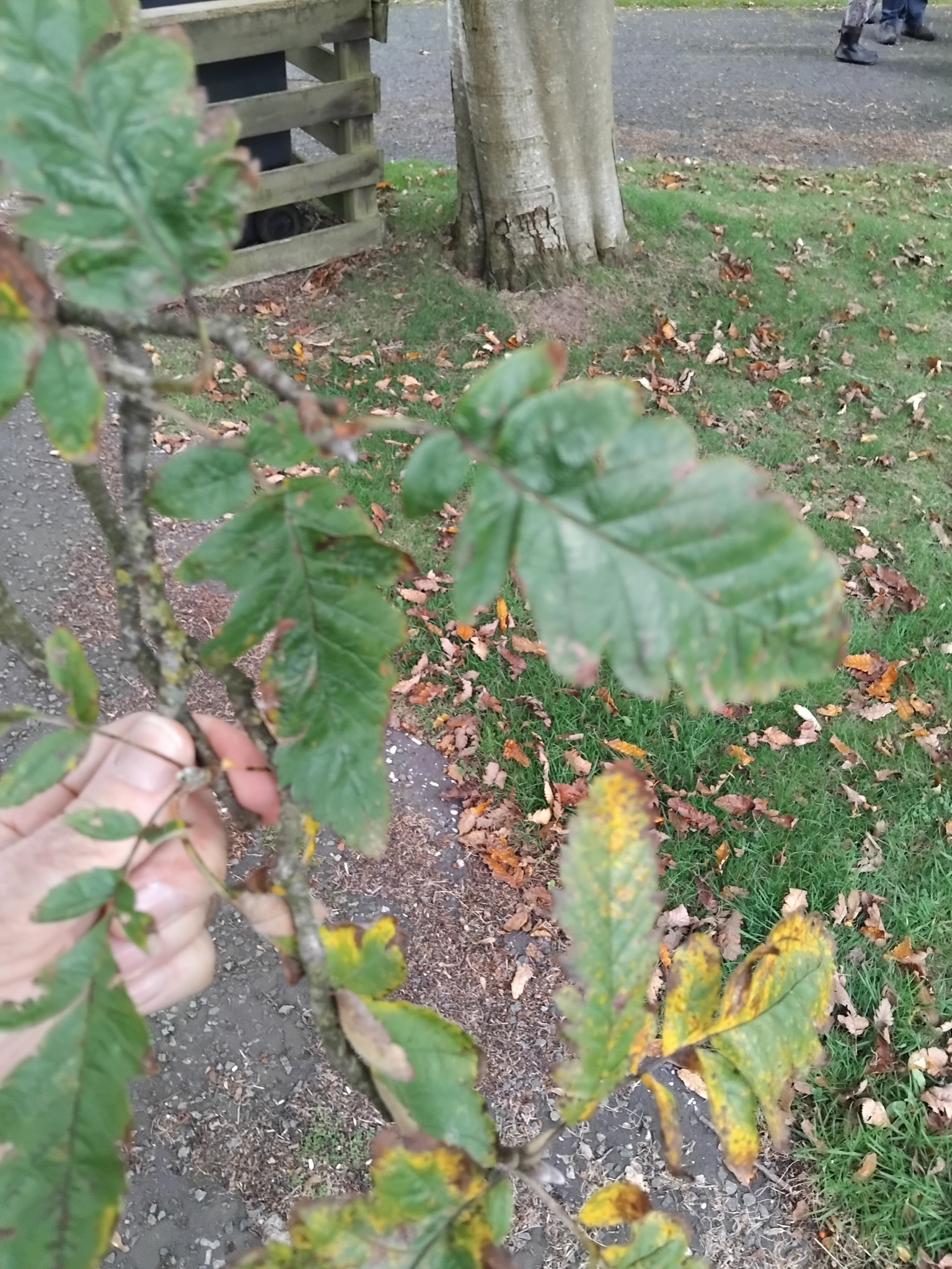 German Service-Tree (× arsorbus)