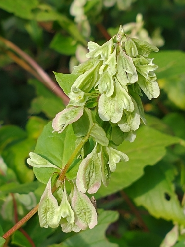 Climbing false buckwheat (Fallopia scandens)