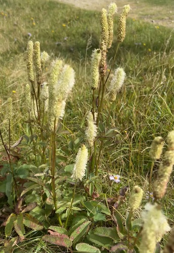 Sanguisorba canadensis, photograph 1