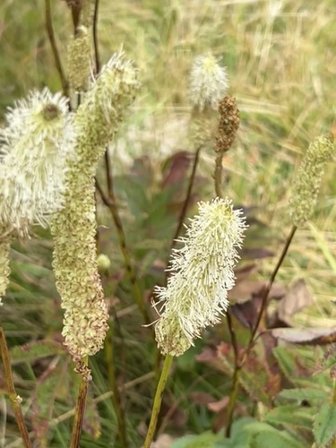 Sanguisorba canadensis, photograph 2