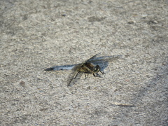 Orthetrum cancellatum