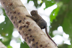 Cebuella niveiventris