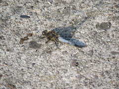 Orthetrum cancellatum