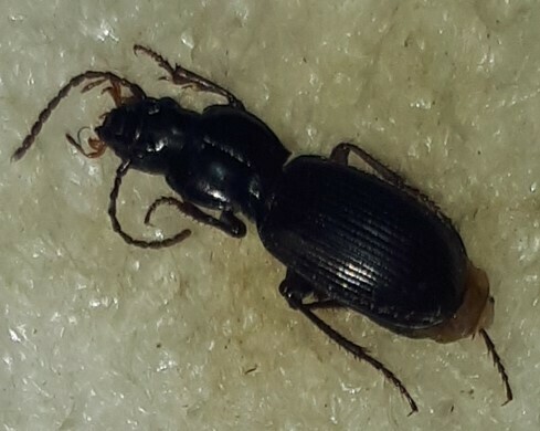 Crisimus