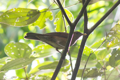 Turdus sanchezorum