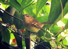 Phylloscartes ventralis