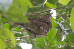 Turdus sanchezorum