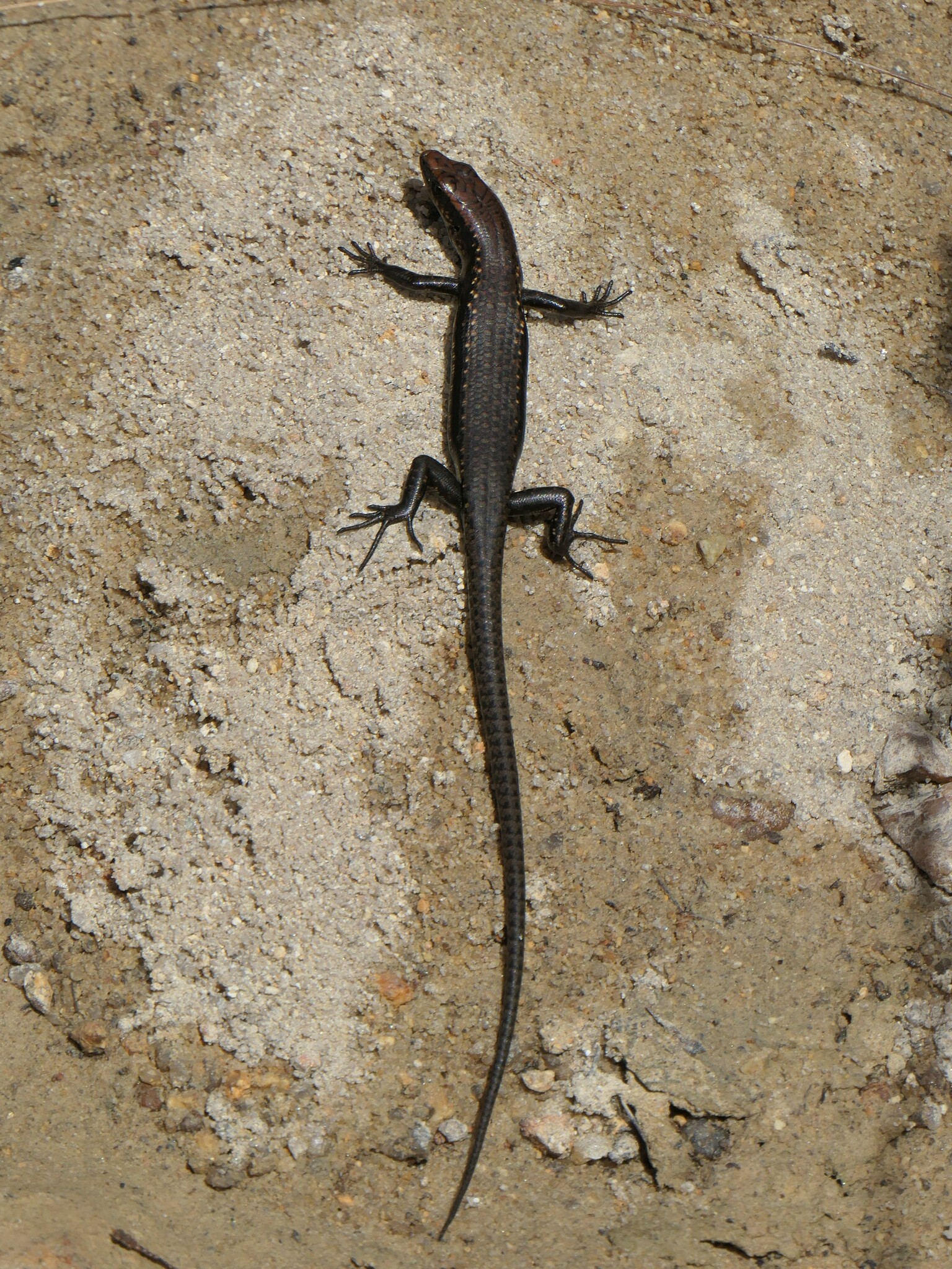 Bartle Frere Cool-Skink photo 5