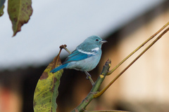 Blue-Gray Tanager photo 2